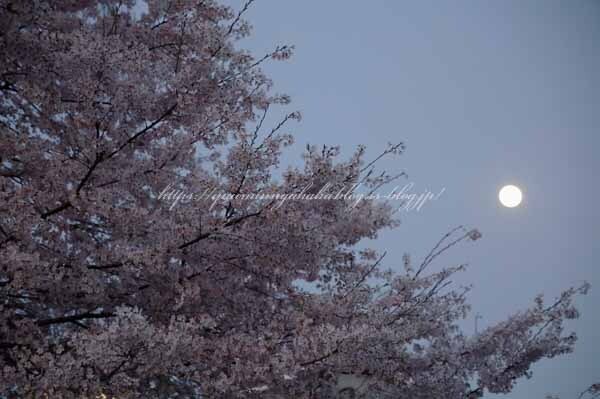 IMG_4787.jpg